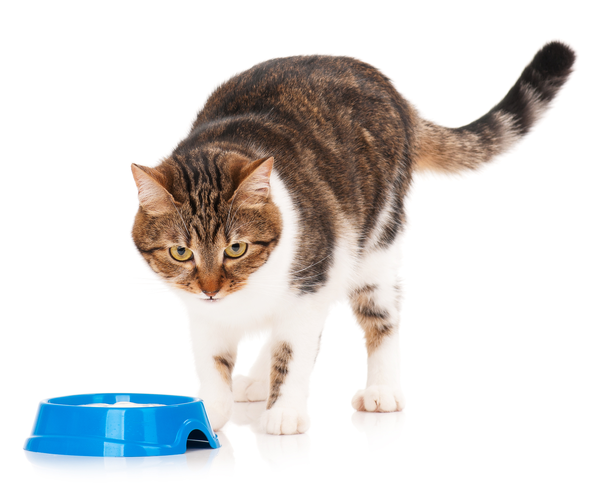 diet for cat with intestinal lymphoma